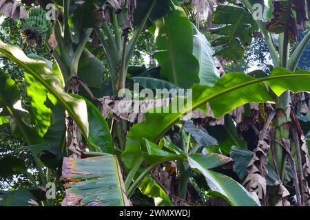 Szene eines Bananenbaums, der im Hof des Hauses wächst. Bananenbäume können nur einmal Früchte tragen und sterben dann, nachdem sie Früchte tragen. Stockfoto