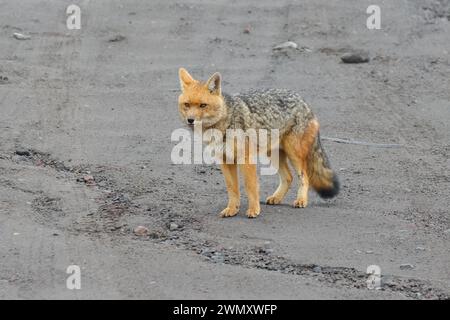 Andenfuchs (zorro culpeo) in den Anden, Cotapaxi, Ecuador Stockfoto