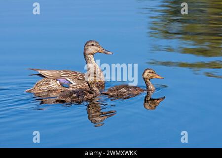 Im blauen Wasser eines friedlichen Sees schwimmt eine Mutter Stockente mit ihren beiden Enten. Stockfoto