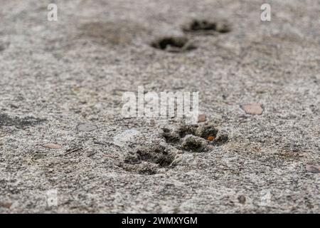 Cat Pfow-Abdrücke, die in einen Betonweg eingeprägt sind. Hintergrundbild für Tierspuren. Beschädigter Zementboden, Baustellenprobleme. Selektiver Fokus. Stockfoto