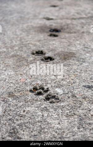 Cat Pfow-Abdrücke, die in einen Betonweg eingeprägt sind. Hintergrundbild für Tierspuren. Selektiver Fokus. Beschädigter Zementboden, Baustellenprobleme Stockfoto