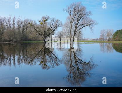 Wittenberge, Deutschland. Februar 2024. Bäume spiegeln sich im Wasser auf einer überfluteten Wiese nahe der Stadtgrenze. Quelle: Soeren Stache/dpa/Alamy Live News Stockfoto