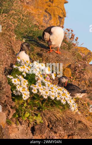 Island, Westfjorde, Region Vestfirdir, Breidavik, Klippen von Latrabjarg, Puffinmönch (Fratercula arctica), erwachsenes Paar und ihre Küken Stockfoto