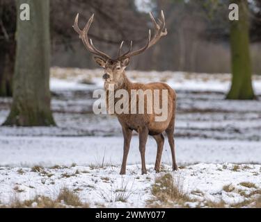 Red Deer Stockfoto