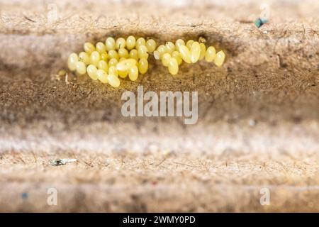Frankreich, Ain, Saint Jean le Vieux, Insectosphere Marienkäfer, Eier von 7-fleckigen Marienkäfern (Coccinella septempunctata) Stockfoto