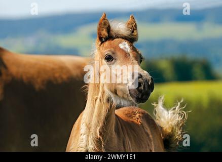 Haflinger Pferd. Haflinger. Die freche kleine Stute Pia schaut in die Welt. Deutschland Stockfoto