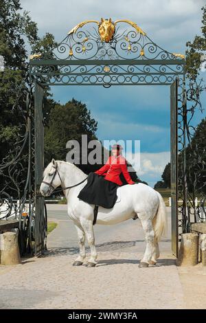 Percheron Hengst mit Reiter im Seitensattel. Stud Haras National du Pin, Frankreich Stockfoto