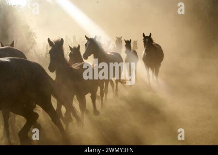 Friesische Stuten und Fohlen auf dem Gestüt Geyerspan, Südafrika Stockfoto