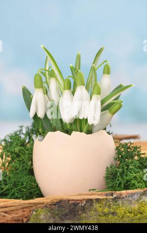 Kleine, frühlingshafte, weiße Blumen - Schneeglöckchen - in einer Eierschale mit Moos verziert. Geringe Schärfentiefe. Stockfoto