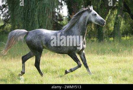 Shagya Arabian. Grauer Hengst, der auf einer Weide trabt. Ungarn Stockfoto