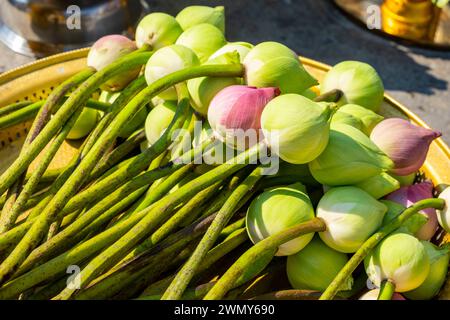 Thailand, Bangkok, der Königspalast oder der große Palast, Lotusblume Stockfoto