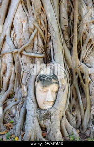 Thailand, Ayutthaya, von der UNESCO zum Weltkulturerbe erklärt, Wat Phra Mahathat Tempel, gehen Sie in die Lianen Stockfoto
