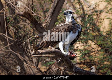 Ägypten, Assuan, Osprey Stockfoto