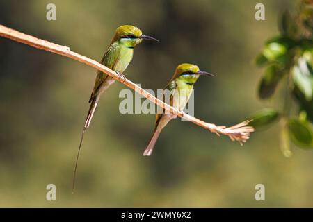 Ägypten, Assuan, asiatische Grüne Bienenfresser Stockfoto