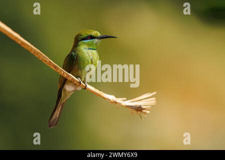 Ägypten, Assuan, asiatische Grüne Bienenfresser Stockfoto