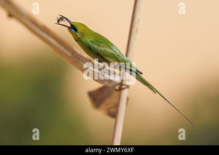 Ägypten, Assuan, asiatische Grüne Bienenfresser Stockfoto