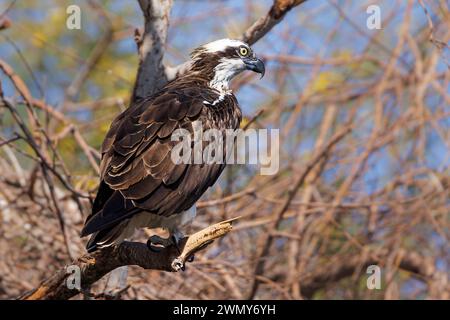 Ägypten, Assuan, Osprey Stockfoto