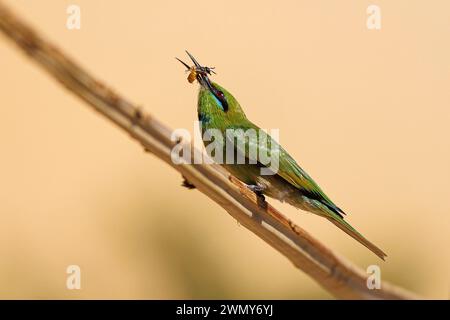 Ägypten, Assuan, asiatische Grüne Bienenfresser Stockfoto