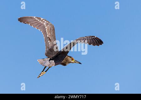 Ägypten, Abu Simbel, Schwarzer Nachtreiher fliegen Stockfoto