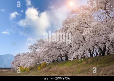 Wunderschöne Kirschbäume am Straßenrand und Kirschblüten in voller Blüte in Gyeongju City, Südkorea Stockfoto