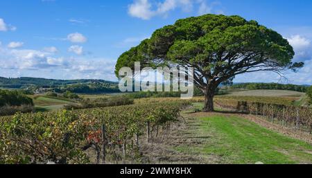 Frankreich, Tarn, Gaillac, Landschaft der Gaillac Weinberge Stockfoto