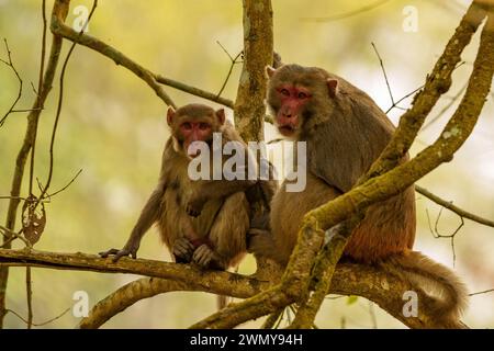 Indien, Uttarakhand, Jim Corbett National Park, Makaken Rhesus (Macaca mulatta), männlich und weiblich in einem Baum. Stockfoto