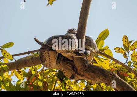 Nepal, Terai Region, Bardia oder Bardiya Nationalpark, Wald, Indische Python (Python molurus), ruht auf einem Baum in der Nähe eines Wasserlochs Stockfoto