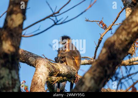 Indien, Uttarakhand, Jim Corbett National Park, Forest, Capped langur (Trachypithecus pileatus), ruht auf einem Ast Stockfoto
