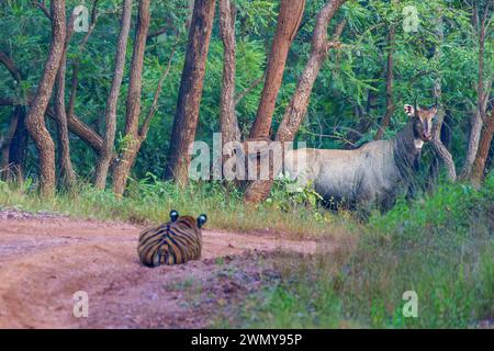 Indien, Bundesstaat Maharashtra, Bezirk Chandrapur, Maharashtras ältester und größter Nationalpark, Tadoba Andhari Tiger Reserve, Tadoba National Park, Bengal Tiger (Panthera tigris), Jagd auf einen Nilgai (Boselaphus tragocamelus) Stockfoto