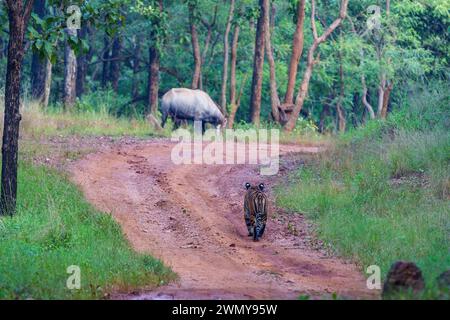 Indien, Bundesstaat Maharashtra, Bezirk Chandrapur, Maharashtras ältester und größter Nationalpark, Tadoba Andhari Tiger Reserve, Tadoba National Park, Bengal Tiger (Panthera tigris), Jagd auf einen Nilgai (Boselaphus tragocamelus) Stockfoto