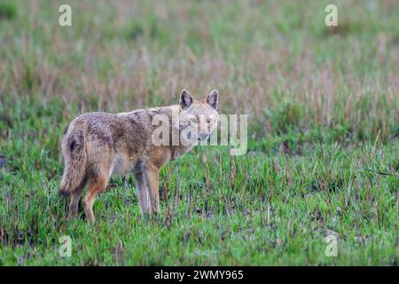 Nepal, Terai, Bardia oder Bardiya Nationalpark, Golden oder Common Jackal (Canis aureus), auf einer Wiese Stockfoto