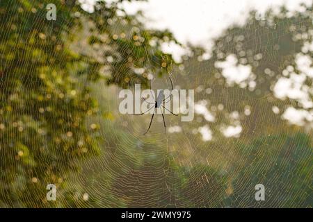 Indien, Maharashtra Bundesstaat, Chandrapur Bezirk, Maharashtras ältester und größter Nationalpark, Tadoba Andhari Tiger Reserve, Tadoba Nationalpark, Spider mitten im Netz, im Wald Stockfoto