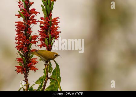 Indien, Uttarakhand, Jim Corbett National Park, Indisches Weißauge (Zosterops palpebrosus), auch bekannt als orientalisches Weißauge, auf einer rotblühenden Pflanze Stockfoto