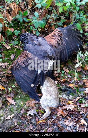 Frankreich, Ille et Vilaine, Le Rheu, Golf de la Freslonnière, Falknerei, Jagd auf Wildkaninchen mit Raubvögeln und mit Hilfe von Frettchen, Harris-Falke (Parabuteo unicinctus), der ein Kaninchen gefangen hat Stockfoto