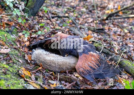 Frankreich, Ille et Vilaine, Le Rheu, Golf de la Freslonnière, Falknerei, Jagd auf Wildkaninchen mit Raubvögeln und mit Hilfe von Frettchen, Harris-Falke (Parabuteo unicinctus), der ein Kaninchen gefangen hat Stockfoto