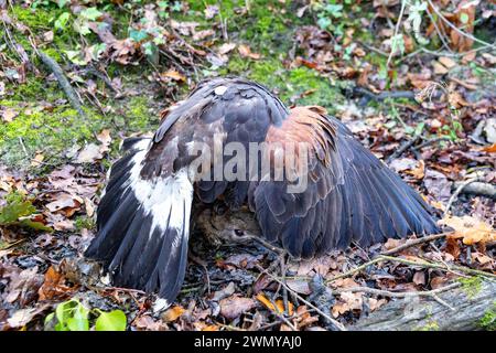 Frankreich, Ille et Vilaine, Le Rheu, Golf de la Freslonnière, Falknerei, Jagd auf Wildkaninchen mit Raubvögeln und mit Hilfe von Frettchen, Harris-Falke (Parabuteo unicinctus), der ein Kaninchen gefangen hat Stockfoto