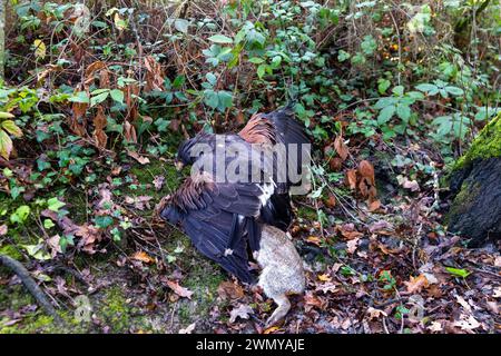 Frankreich, Ille et Vilaine, Le Rheu, Golf de la Freslonnière, Falknerei, Jagd auf Wildkaninchen mit Raubvögeln und mit Hilfe von Frettchen, Harris-Falke (Parabuteo unicinctus), der ein Kaninchen gefangen hat Stockfoto