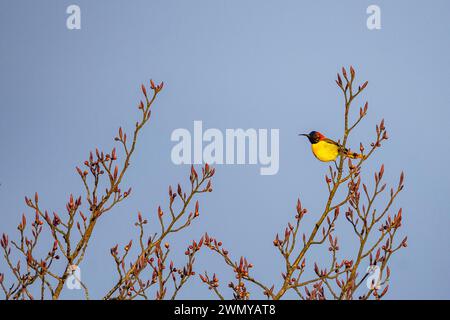 Nepal, Himalaya, Singalila National Park, Fire Tail Sunbird oder Fire Tail Sunbird (Aethopyga ignicauda), männlich auf einem Busch Stockfoto