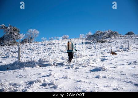 Frankreich, Loire (42), Pilat-Massiv, regionaler Naturpark Pilat, La Jasserie, Wanderung Crêt de la Chèvre, Frau und Hund im Schnee spazieren Stockfoto