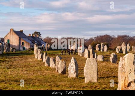 Frankreich, Morbihan, Carnac, Reihen von Ménec, Satz von 1050 Menhirs, in 11 Reihen, gebaut zwischen dem 5. Und 3. Jahrtausend v. Chr., diese Steinfeldungen könnten ein riesiger Kalender sein, der die wichtigen Zeiträume der Landwirtschaft festlegte und eine Möglichkeit bildete, die Zeit zu bestimmen, um sich selbst ernähren zu können, da die Landwirtschaft während des Neolithikums die wichtigste Nahrungsquelle war. Stockfoto