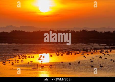 Frankreich, Morbihan, Golf von Morbihan, Gemeinde Saint Amel, Ile Tascon, Brent Gänse (Branta bernicla), die bei Ebbe in der Nähe des Gewehrs, das die Insel mit dem Kontinent verbindet, bei Sonnenuntergang nach Nahrung suchen Stockfoto