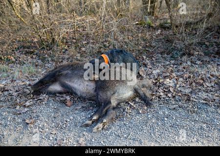 Frankreich Elsass Rheinwald, Großwildjagd, Dachshund auf einem Wildschwein Stockfoto