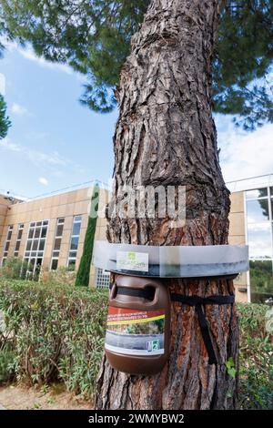 Frankreich, Alpes Maritimes, Falle für den natürlichen Fang von Kiefernraupen (Thaumetopoea pityocampa), die auf der Rinde des Stammes der Kiefer platziert werden Stockfoto