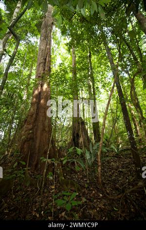 Frankreich, Französisch-Guayana, Giftentnahmemission des Venometech-Labors, Petit Saut Stockfoto