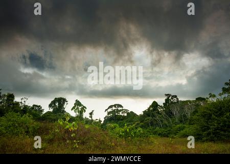 Frankreich, Französisch-Guayana, Giftentnahmemission des Venometech-Labors, Petit Saut Stockfoto