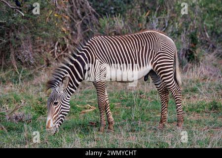 Kenia, Laikipia County, trockene, buschige Savanne, Grevy's Zebra (Equus grevyi), in der Savanne Stockfoto