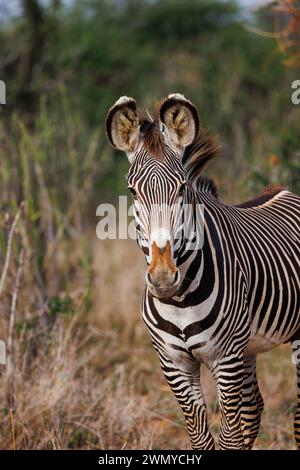 Kenia, Laikipia County, trockene, buschige Savanne, Grevy's Zebra (Equus grevyi), in der Savanne Stockfoto