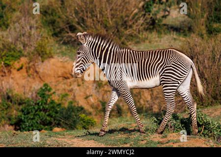 Kenia, Laikipia County, trockene, buschige Savanne, Grevy's Zebra (Equus grevyi), in der Savanne Stockfoto