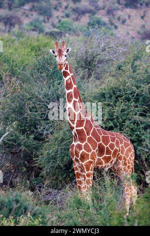 Kenia, Laikipia County, trockene, buschige Savanne, Netzgiraffe (Giraffa reticulata), die sich in der Savanne bewegt Stockfoto