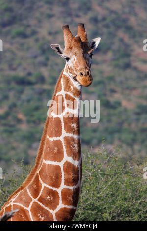 Kenia, Laikipia County, trockene, buschige Savanne, Netzgiraffe (Giraffa reticulata), die sich in der Savanne bewegt Stockfoto